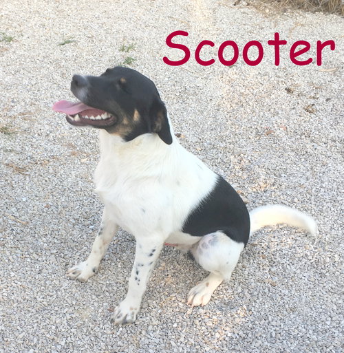 Scooter