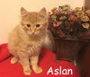 Aslan