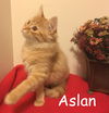 Aslan