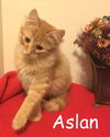Aslan