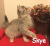 Skye