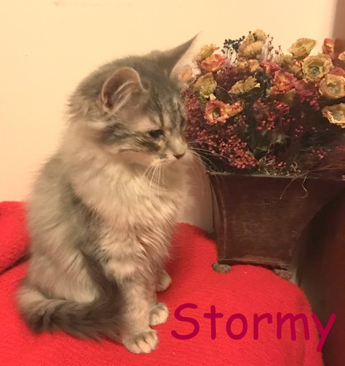 Stormy