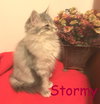 Stormy