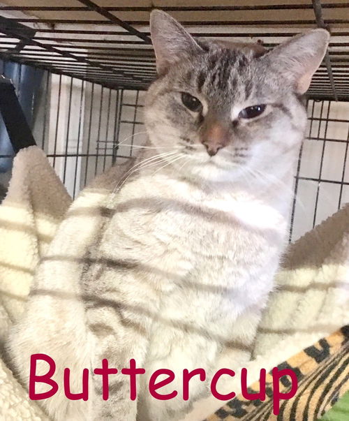 Buttercup