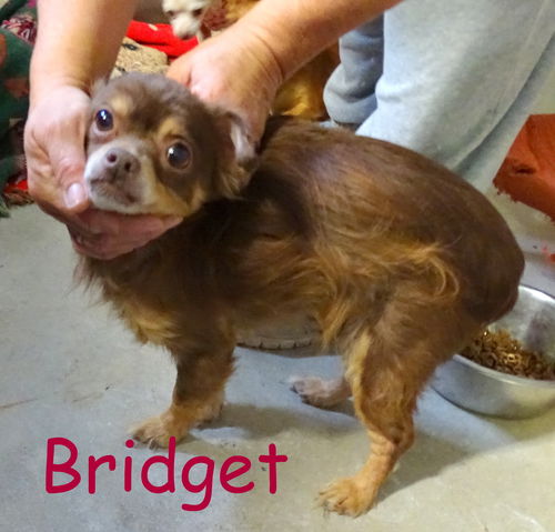 Bridget