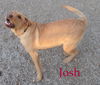 Josh