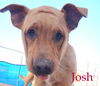 Josh