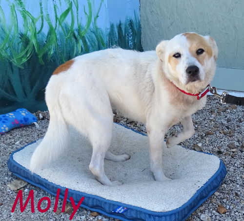 Molly