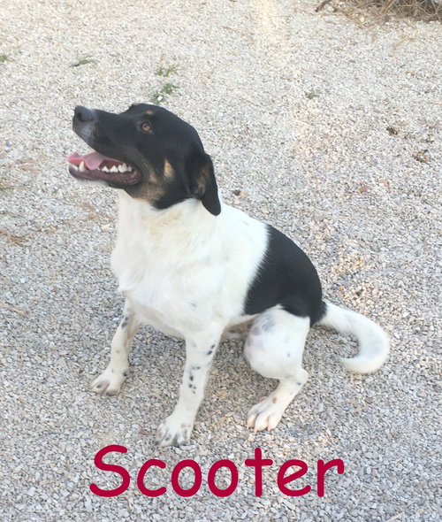 Scooter
