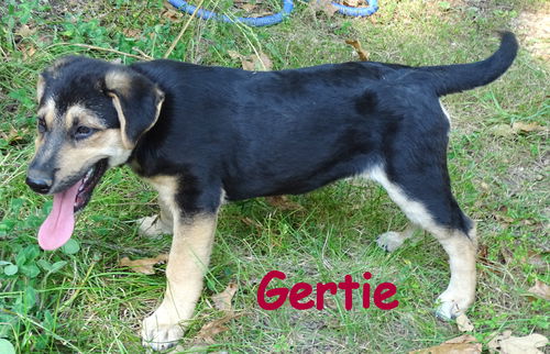 Gertie