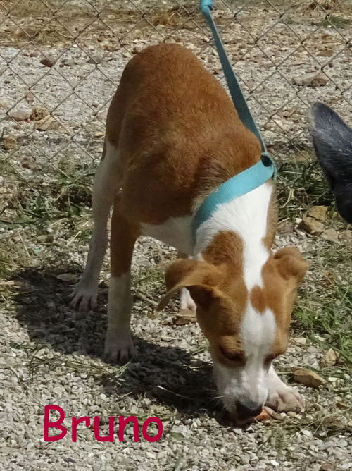 Bruno