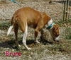 Bruno
