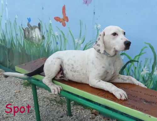 Spot