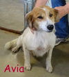 Avia