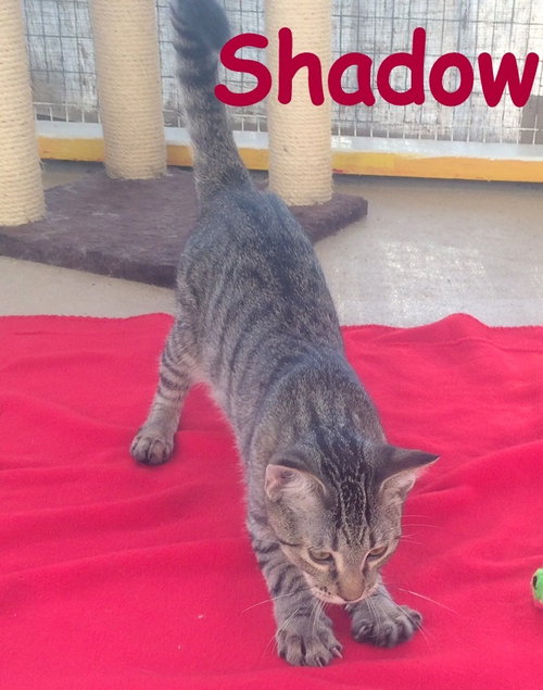 Shadow