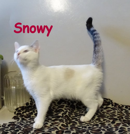 Snowy