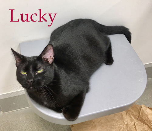 Lucky