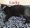 Lucky