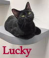 Lucky