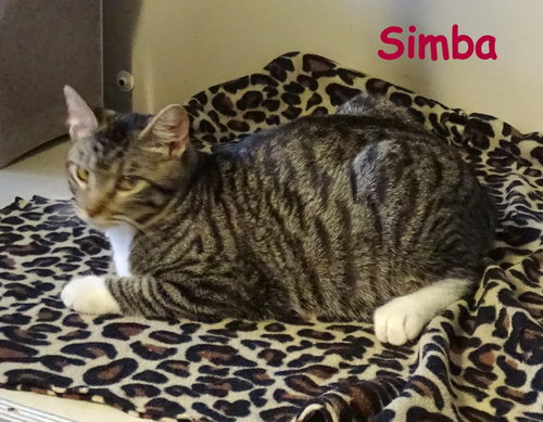 Simba