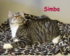 Simba