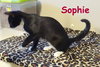 Sophie