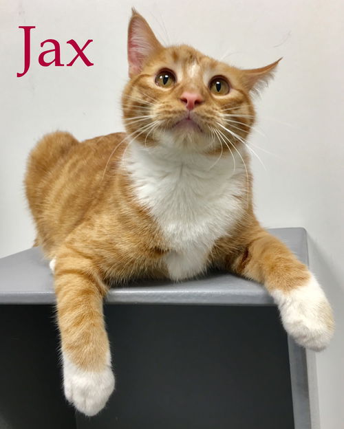 Jax