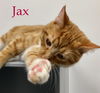 Jax