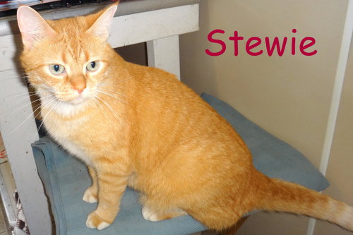 Stewie
