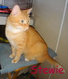 Stewie