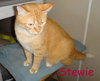 Stewie