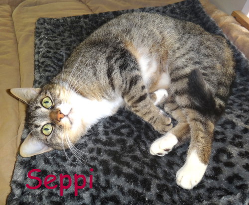 Seppi