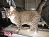 Seppi