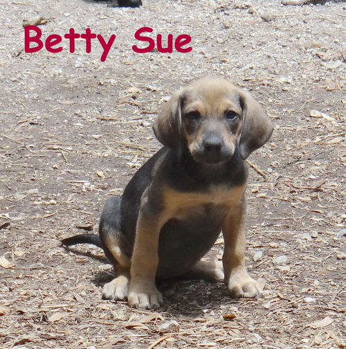 Betty Sue