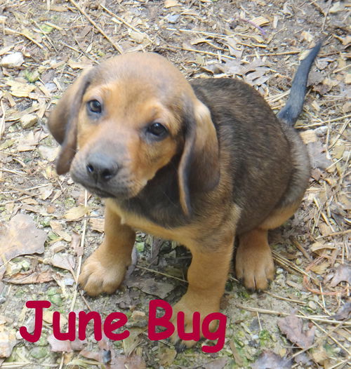 June Bug