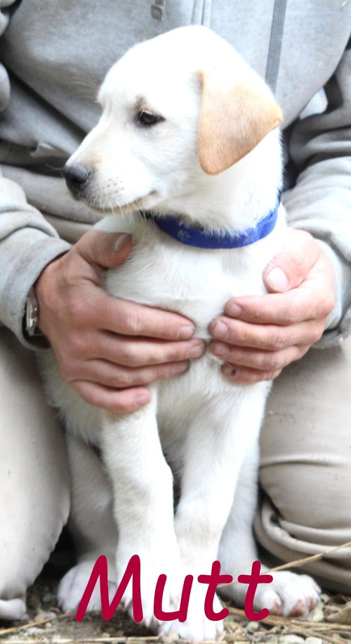 Mutt