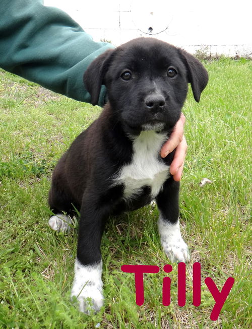 Tilly