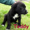 Teddy