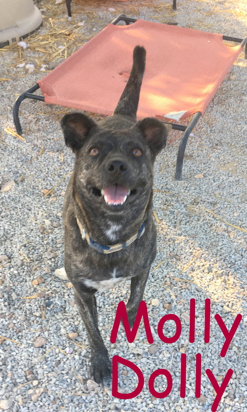 Molly Dolly