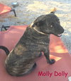 Molly Dolly