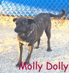 Molly Dolly