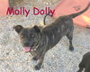 Molly Dolly