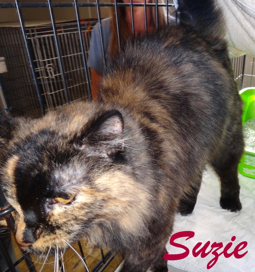 Suzie