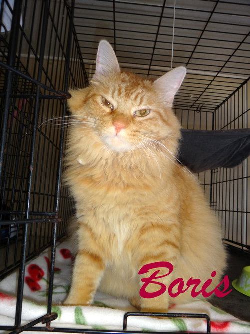 Morris
