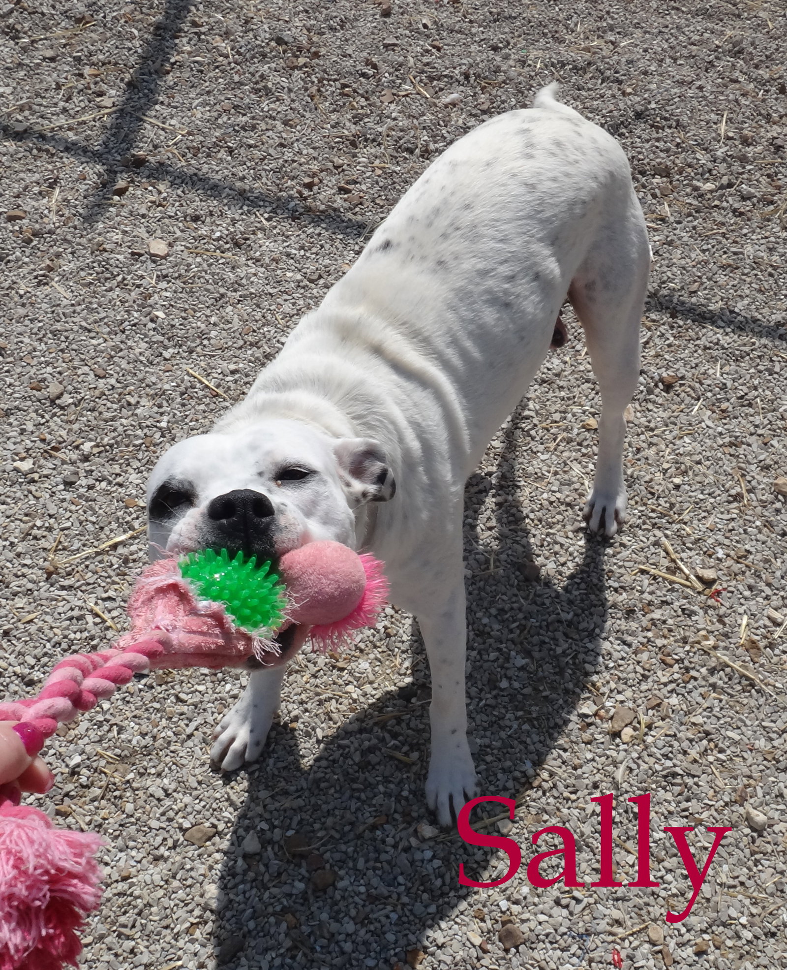 Sally, photo 9