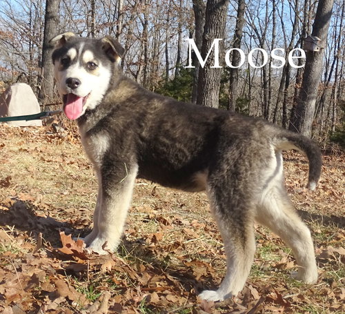 Moose