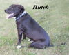 Butch