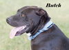 Butch