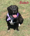 Butch