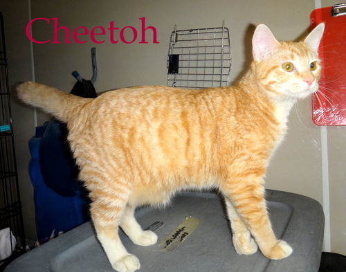 Cheetoh